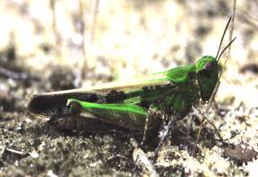 Habitus Aiolopus thalassinus
