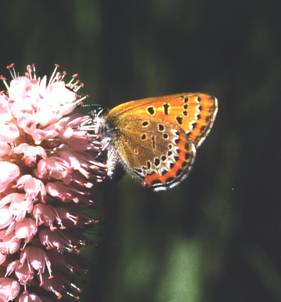 Fl&uuml;gel Aiolopus thalassinus
