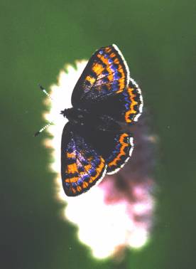 Habitus Aiolopus thalassinus