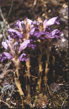 Fl&uuml;gel Aiolopus thalassinus